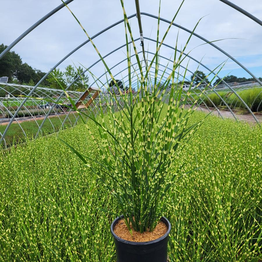 Miscanthus sinensis 'Strictus'