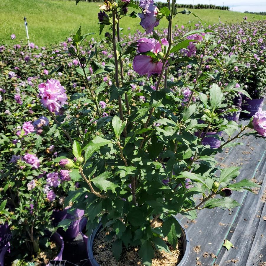 Hibiscus syriacus French Cabaret™ Purple