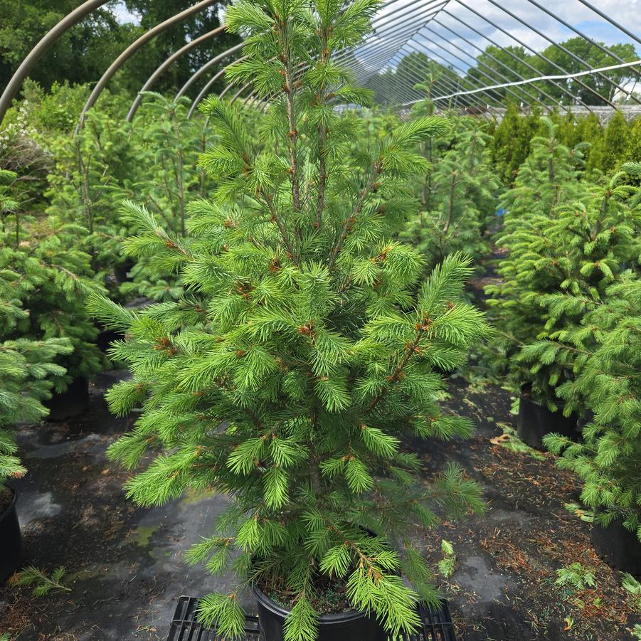 Pseudotsuga menziesii 