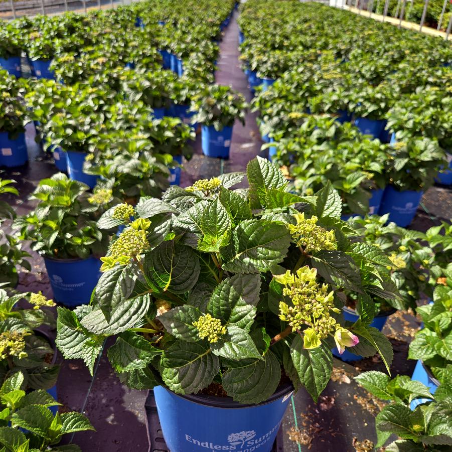 Hydrangea macrophylla Endless Summer® Pop Star®