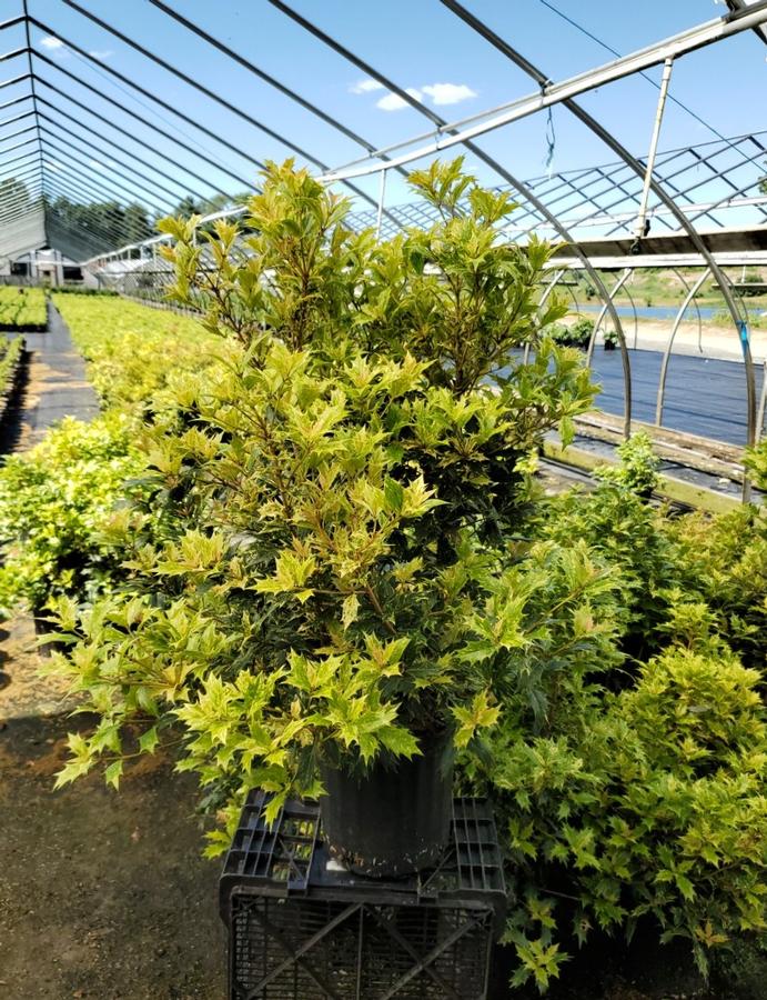 Osmanthus heterophyllus Goshiki