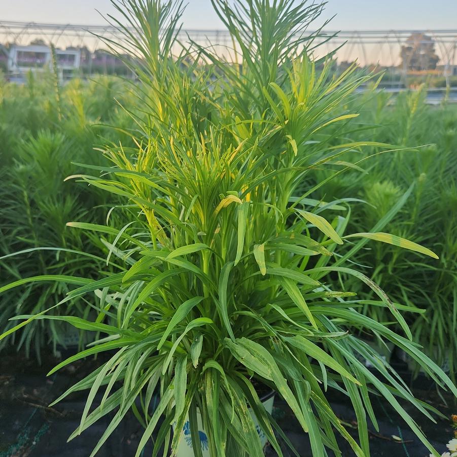 Liatris spicata 'Alba'