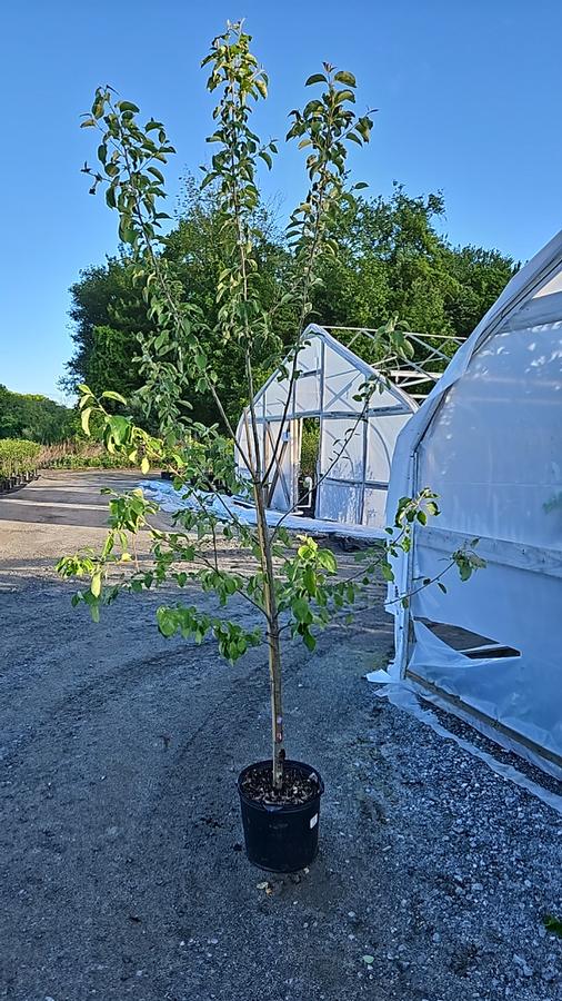 Malus domestica JonaStar®