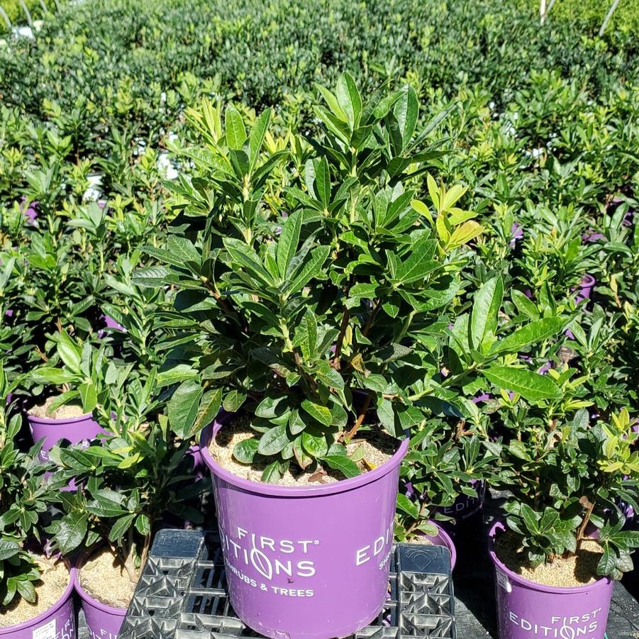 Azalea x Electric Lights™ Double Pink