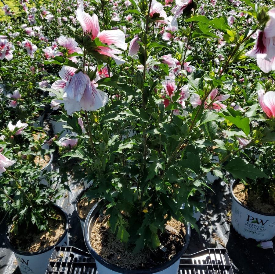 Hibiscus syriacus Starblast Chiffon™