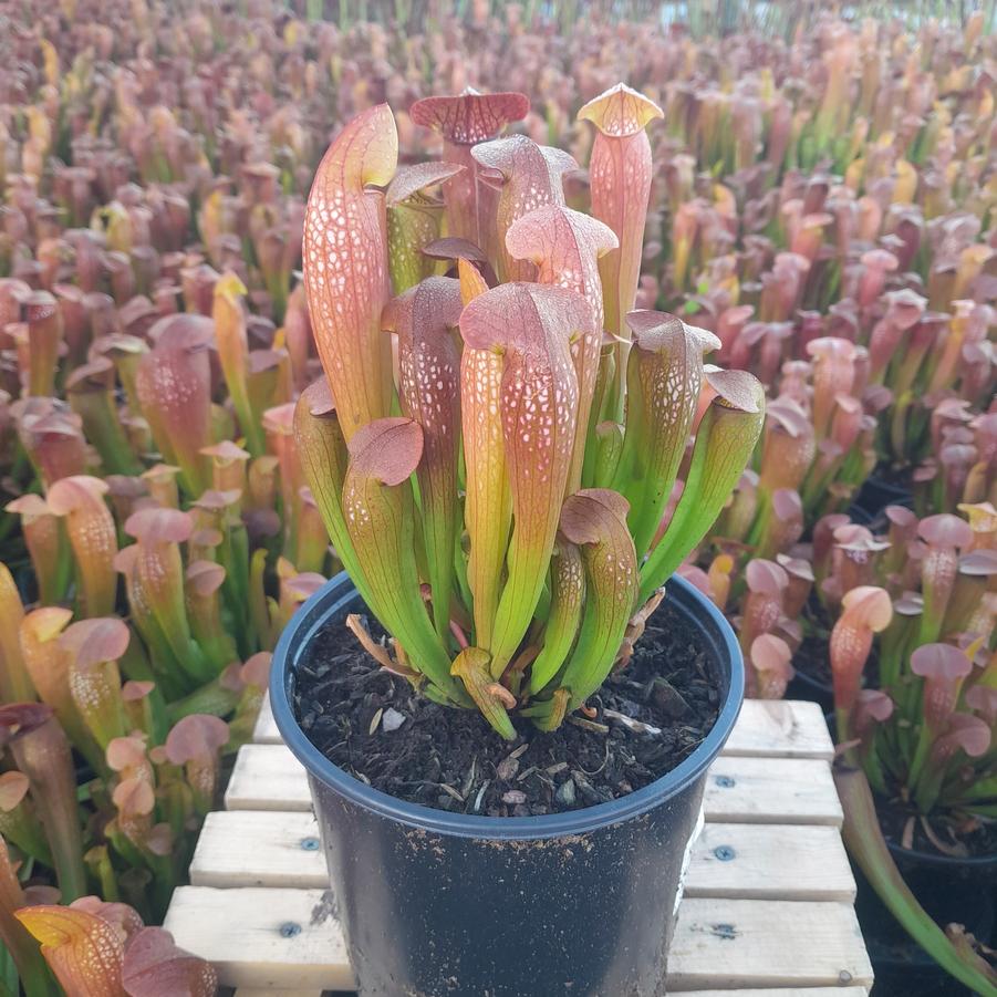 Sarracenia 'Bug Bat'