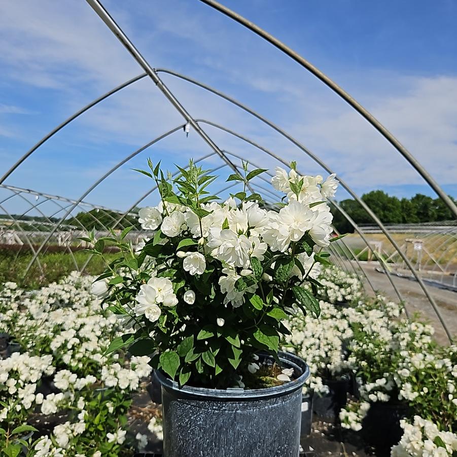 Philadelphus 'Snowbelle'