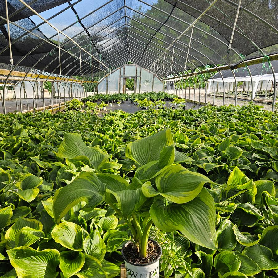 Hosta x Shadowland® 'Lone Star'