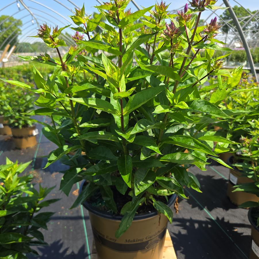 Phlox Volcano® Purple with White Eye