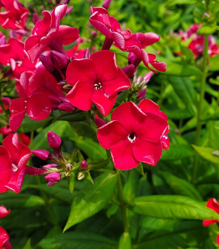 Phlox Volcano® Volcano® Red