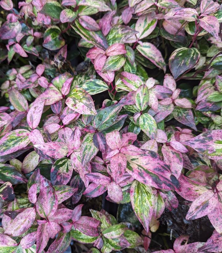 Leucothoe fontanesiana Paisley Pup®
