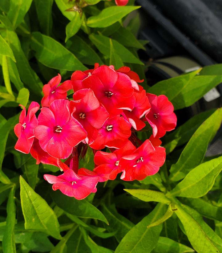 Phlox Volcano® Ruby