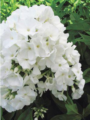 Phlox Volcano® Volcano® White