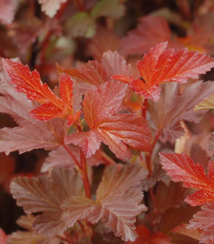 Physocarpus Center Glow