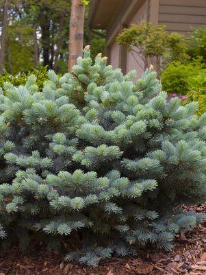 Picea pungens glauca 'Globosa'