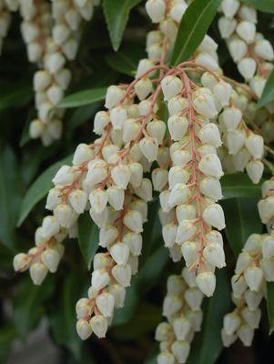 Pieris jap. Compacta