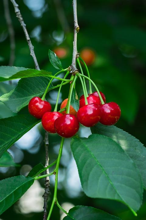 Prunus x Romance 'Cutie Pie'