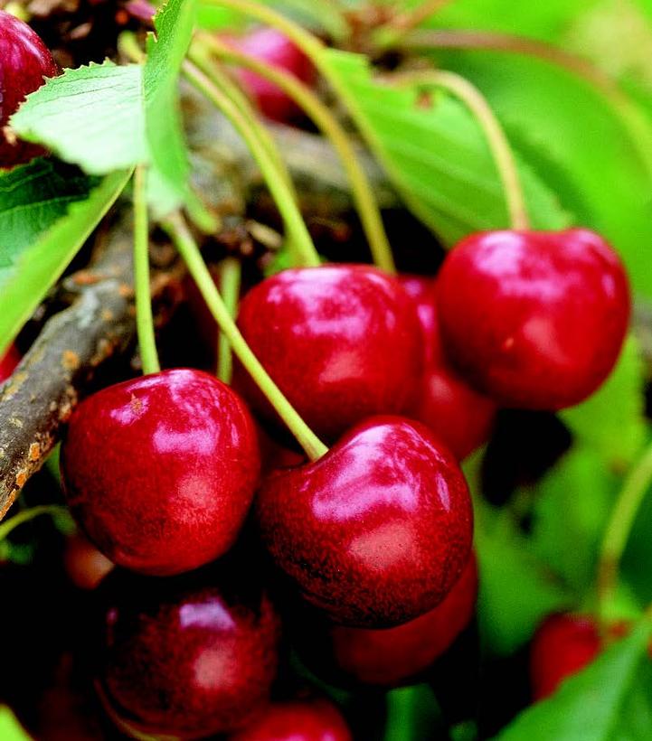 Prunus x Romance 'Sweet Thing'