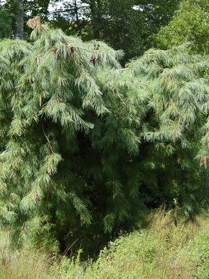 Pinus strobus 'Pendula'