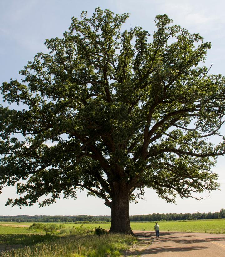 Quercus macrocarpa 
