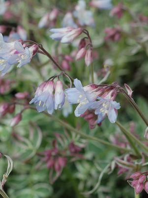 Polemonium 'Touch of Class'