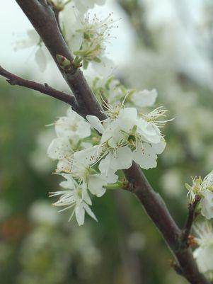 Prunus maritima 