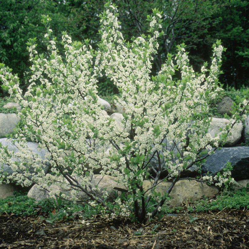 Prunus maritima 