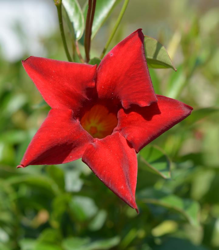 Mandevilla Red