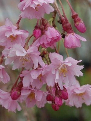 Prunus subhirtella Pendula