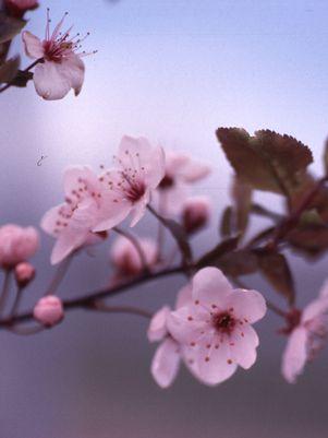 Prunus cerasifera 'Thundercloud'