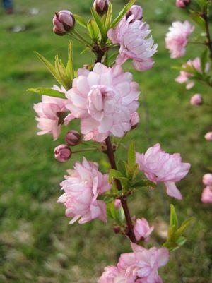 Prunus glandulosa Rosea