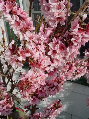 Prunus X Bonfire - Miniature