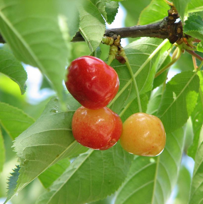 Prunus Rainier