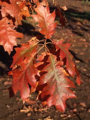 Quercus rubra 