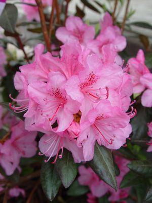 Rhododendron Aglo