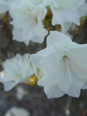 Rhododendron April Snow