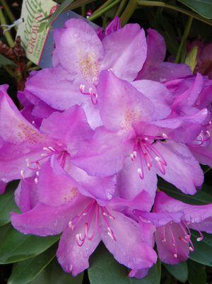 Rhododendron cat. Boursault