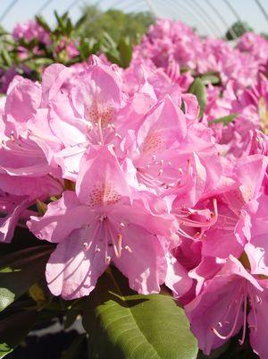 Rhododendron cat. 'English Roseum'