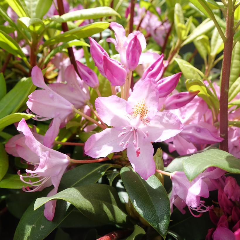 Rhododendron maximum Independence