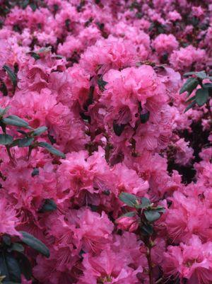 Rhododendron Olga Mezitt