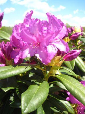 Rhododendron Purple Passion