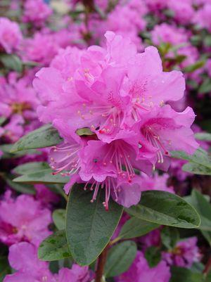 Rhododendron X PJM Elite