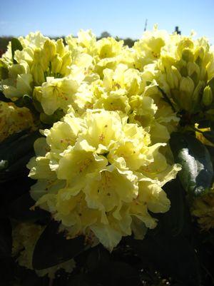 Rhododendron Capistrano