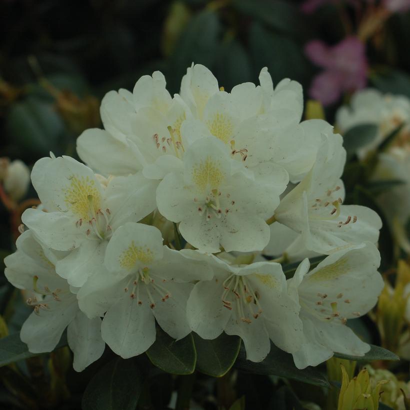 Rhododendron cat. Chionoides