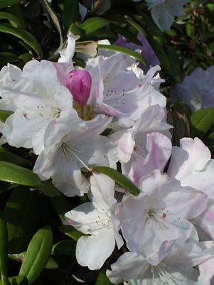 Rhododendron cat. Cunninghams White