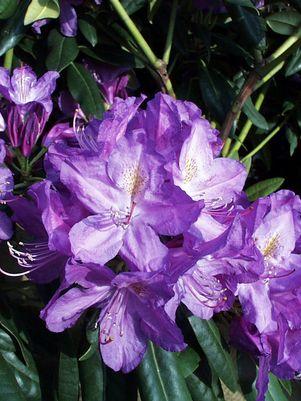 Rhododendron cat. Lees Dark Purple