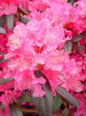 Rhododendron Landmark