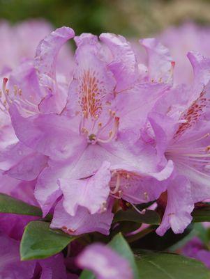 Rhododendron Minnetonka