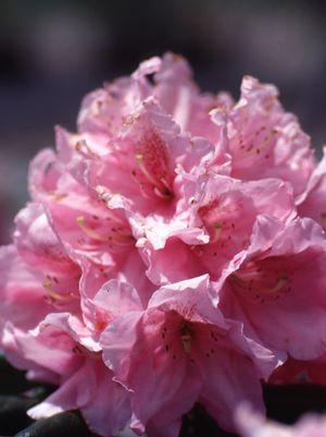 Rhododendron 'Scintillation'