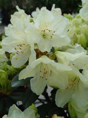 Rhododendron Towhead